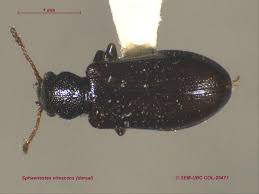 Attēlu rezultāti vaicājumam “Dasytes sp.”