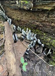 Attēlu rezultāti vaicājumam “Hypoxylon vogesiacum”