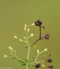 Attēlu rezultāti vaicājumam “Galium album flower”