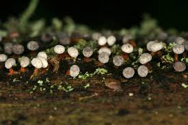 Attēlu rezultāti vaicājumam “Physarum psittacinum”