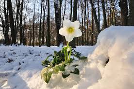 Image result for Christrose