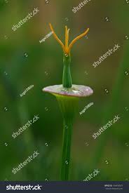 Attēlu rezultāti vaicājumam “Eschscholzia californica fruit”