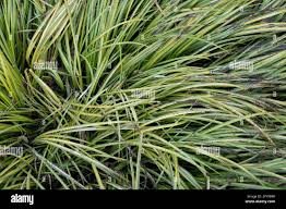 Attēlu rezultāti vaicājumam “Acoraceae”