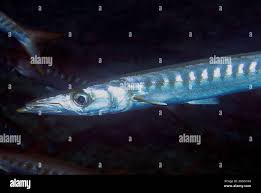 Image result for Sphyraena viridensis