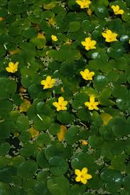 Image result for Seekanne