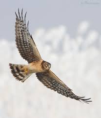 Image result for Bank Top Harriers Arlfc