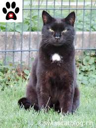 Image result for invisible cat