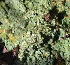 Attēlu rezultāti vaicājumam “Pertusaria albescens”