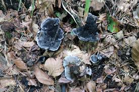 Attēlu rezultāti vaicājumam “Phellodon niger”