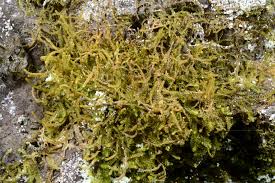 Attēlu rezultāti vaicājumam “Anastrophyllum minutum”