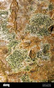 Attēlu rezultāti vaicājumam “Arthonia spadicea”