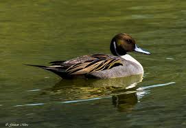 Attēlu rezultāti vaicājumam “Anas acuta male”