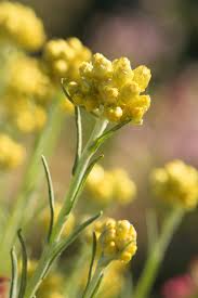 Attēlu rezultāti vaicājumam “Helichrysum arenarium leaf”
