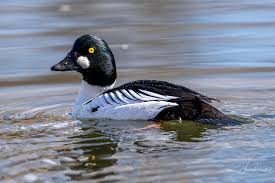 Attēlu rezultāti vaicājumam “Bucephala clangula”