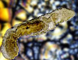 Attēlu rezultāti vaicājumam “Craterium aureum spores”