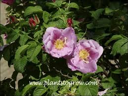 Attēlu rezultāti vaicājumam “Rosa villosa”