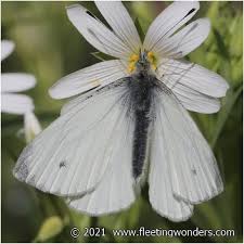 Attēlu rezultāti vaicājumam “Pieris napi male”