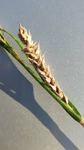 Attēlu rezultāti vaicājumam “Carex hirta fruit”