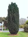 <b>Taxus</b>. TG Species Code