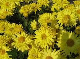 Image result for Tanacetum parthenium 'Tetraweiss'