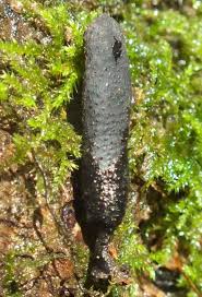 Attēlu rezultāti vaicājumam “Xylaria longipes”