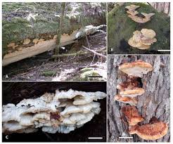 Attēlu rezultāti vaicājumam “Postia rennyi”