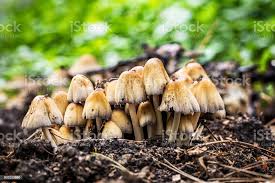 Attēlu rezultāti vaicājumam “Coprinus micaceus”