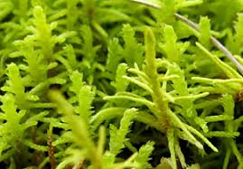 Attēlu rezultāti vaicājumam “Abietinella abietina var. hystricosa”