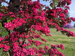 Attēlu rezultāti vaicājumam “Crataegus laevigata flower”