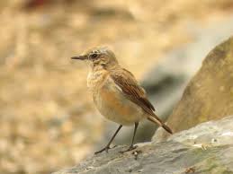 Attēlu rezultāti vaicājumam “Oenanthe oenanthe juvenile”