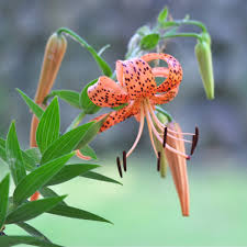 Attēlu rezultāti vaicājumam “Lilium lancifolium flower”