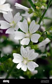 Attēlu rezultāti vaicājumam “Malva moschata alba flower”