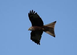 Image result for Kite Ireland