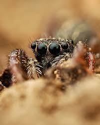 Attēlu rezultāti vaicājumam “Tubifera applanata macro”