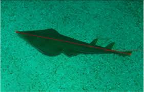 Image result for Glaucostegus cemiculus