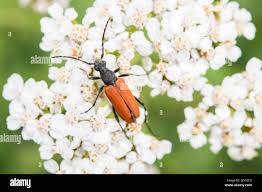 Attēlu rezultāti vaicājumam “Anastrangalia sanguinolenta”