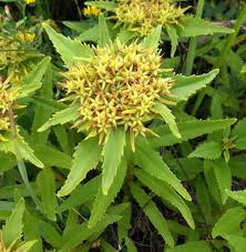 Attēlu rezultāti vaicājumam “Sedum aizoon fruit”