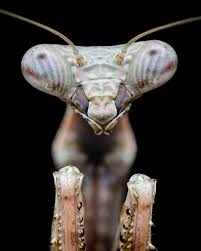 Attēlu rezultāti vaicājumam “Diderma montanum var. album macro”