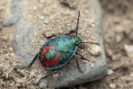 Attēlu rezultāti vaicājumam “Jalla dumosa”