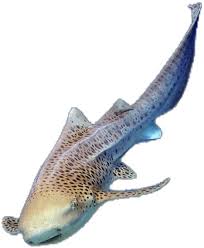 Image result for Stegostoma tigrinum