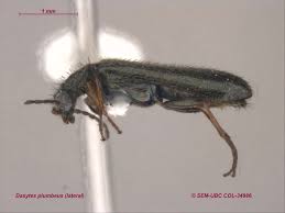 Attēlu rezultāti vaicājumam “Dasytes sp.”