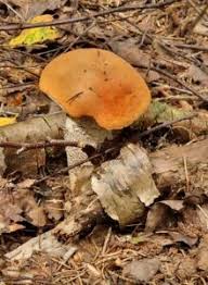 Attēlu rezultāti vaicājumam “Leccinum aurantiacum”