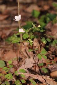 Attēlu rezultāti vaicājumam “Isopyrum thalictroides fruit”