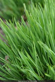 Attēlu rezultāti vaicājumam “Carex digitata bud”