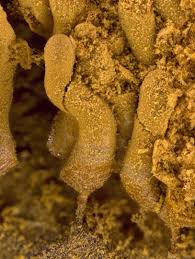 Attēlu rezultāti vaicājumam “Arcyria imperialis”