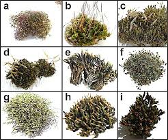 Attēlu rezultāti vaicājumam “Tortula truncata sporophyte”