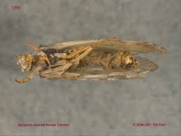 Attēlu rezultāti vaicājumam “Phryganeidae”