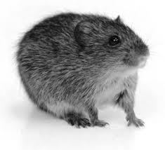 Attēlu rezultāti vaicājumam “Cricetidae”