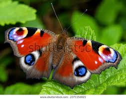 Attēlu rezultāti vaicājumam “Inachis io upperside”