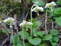 Attēlu rezultāti vaicājumam “Moneses uniflora fruit”
